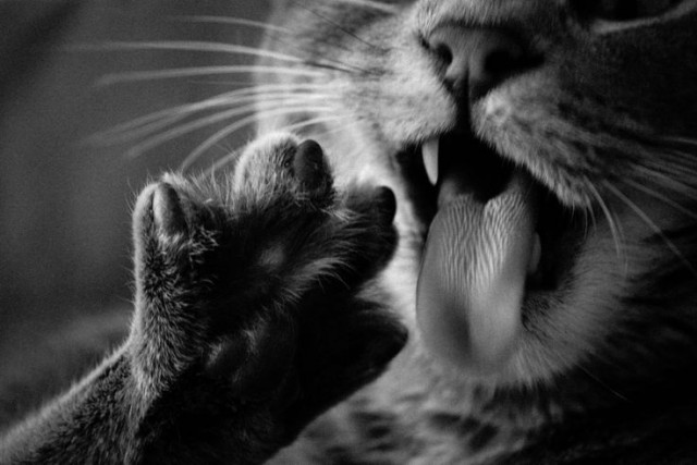 Коты и Кошки