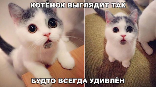Коты и Кошки