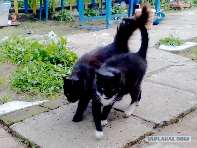 Котовторник 12.12.2017