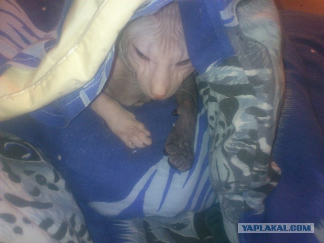 Кошмарно симпатичный