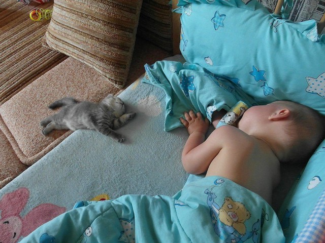 Прикольных котов пост
