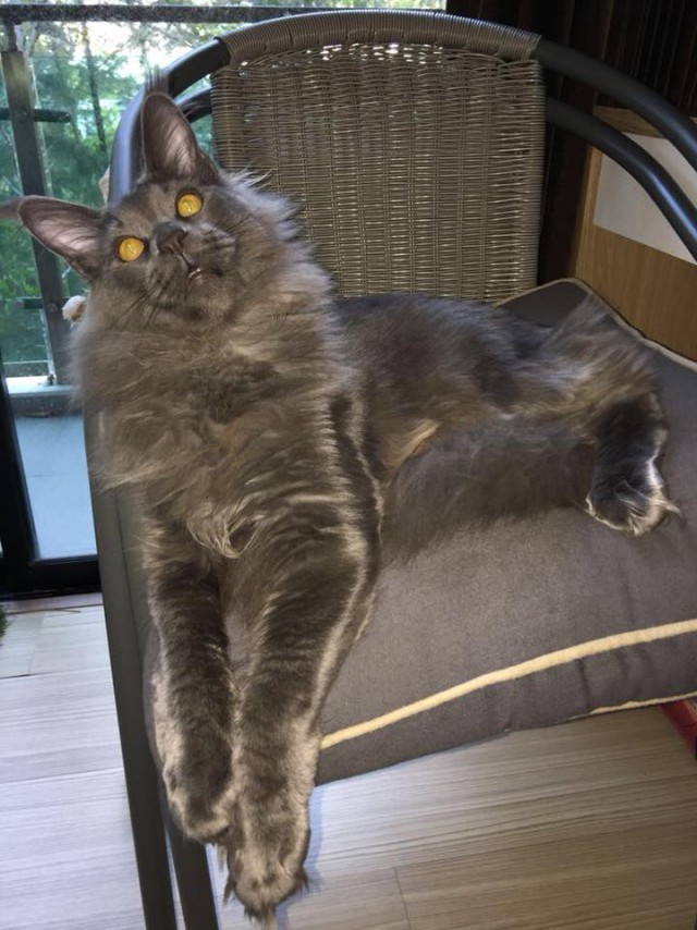 Котовторник 26.06.2018