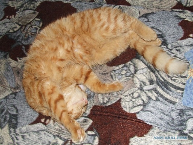 Котовторник, 19 октября