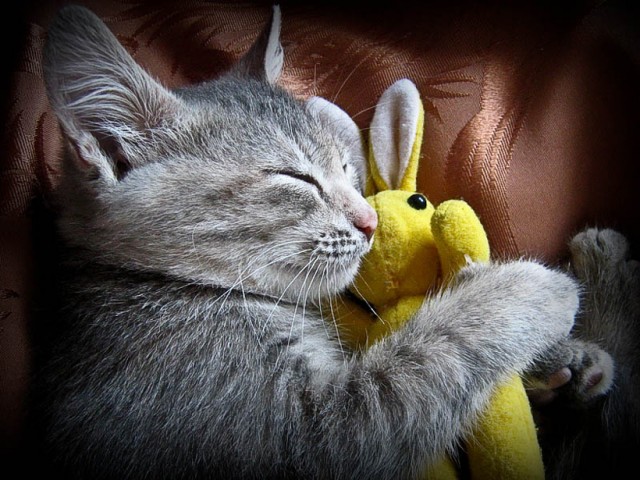 Как же можно про котовторник забыть?!
