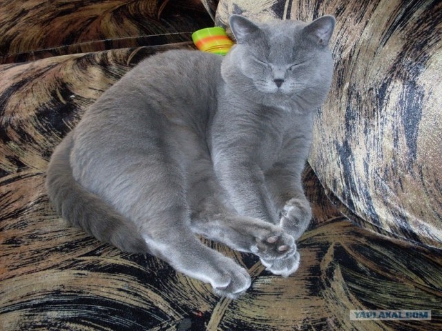 Котовторник