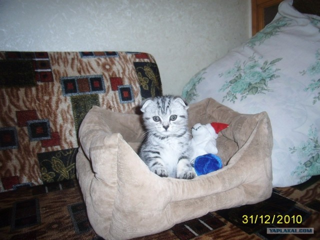 Состоятельный котовторник