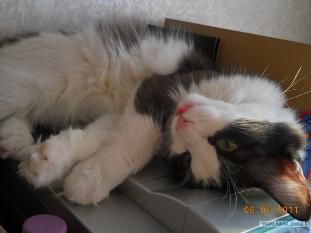 Сонный Котовторник