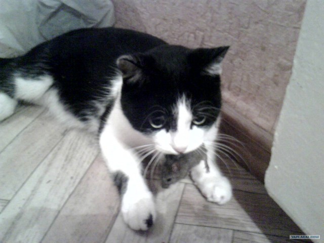 Котовторник 1.11.11