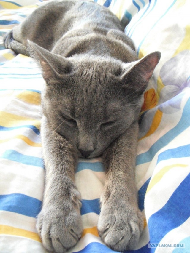 Котовторник 22.11.11