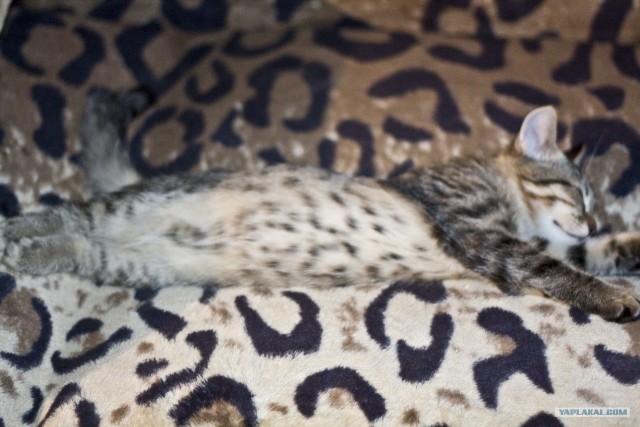 Котовторник (10.01.2012)