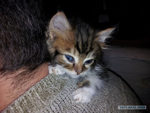 Котовторник (24. 01. 2012 )