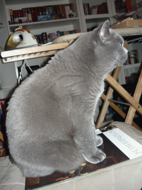 Котовторник (14.02.2012)