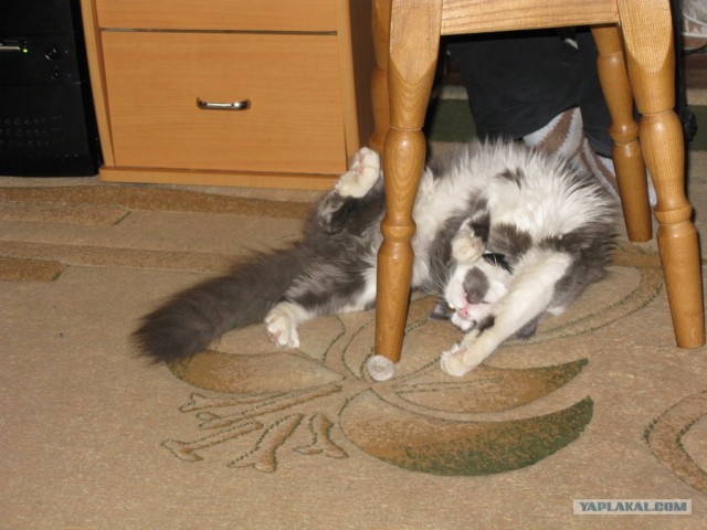 КОТОВТОРНИК (6.03.2012)