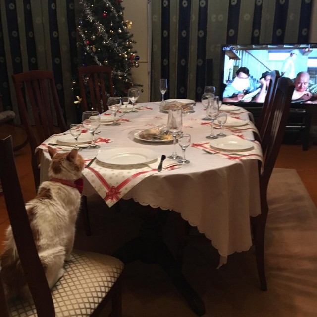 Прикольных котов пост