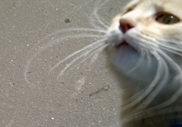 Котовторник 07.08.2012