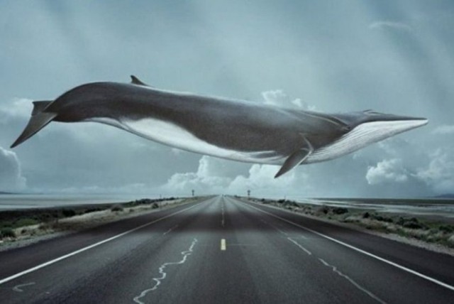 Кормежка в океане