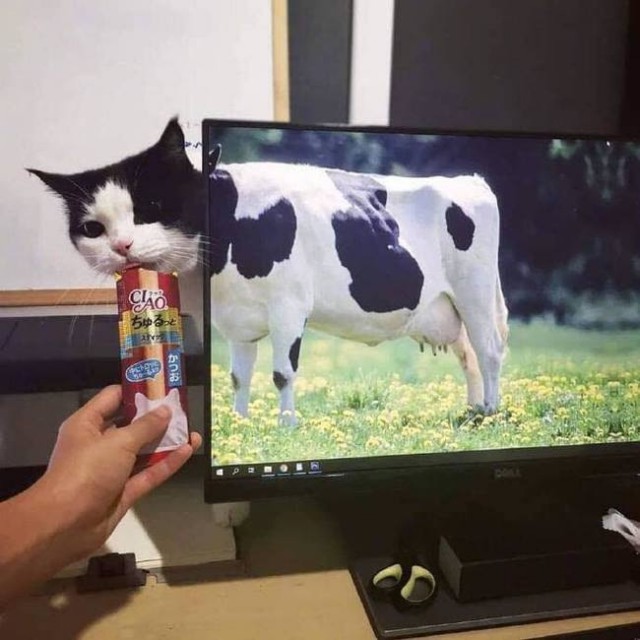 Прикольных котов пост