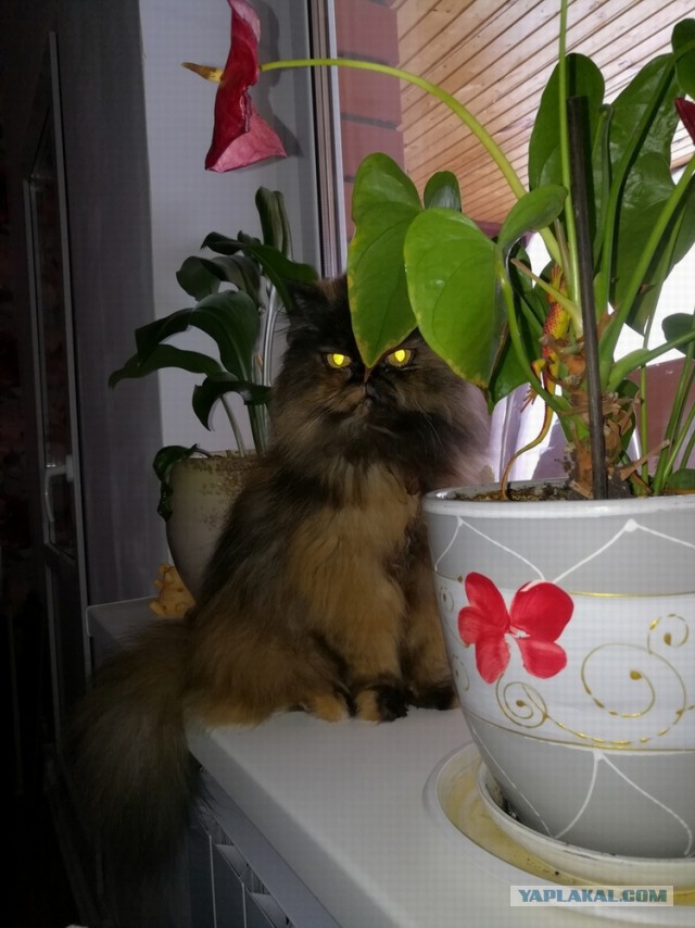 Котовторник 29.01.2019!