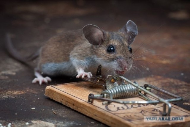 Везучая мышь