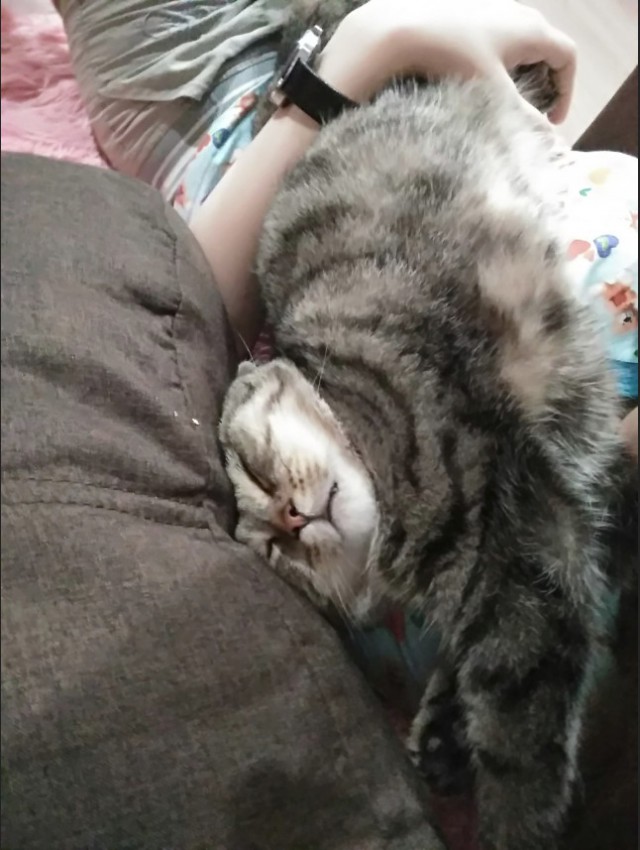 Забавные фото котеек