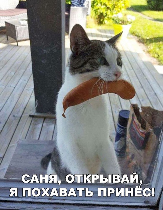Забавные фото котеек