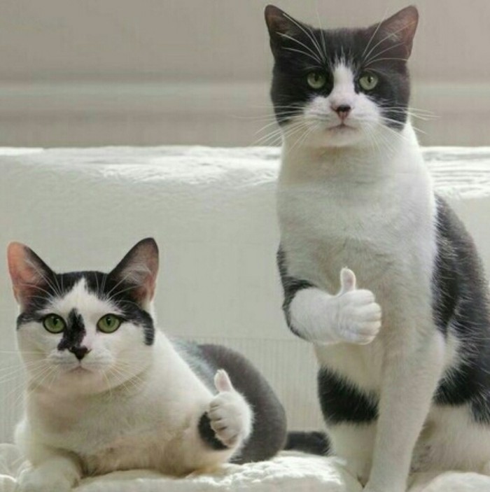 Кошка учит котенка
