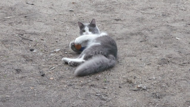 Котовторник! начнем? 04.06.19