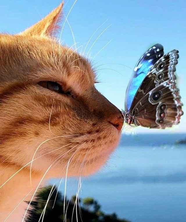 Котовторник однако
