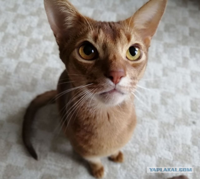 Правильный кот пользуется унитазом, а не лотком