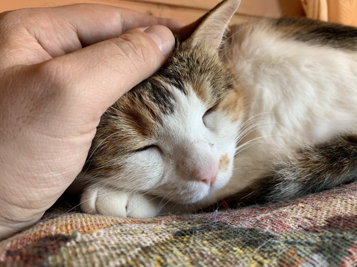 Котовторник от генерала мяу