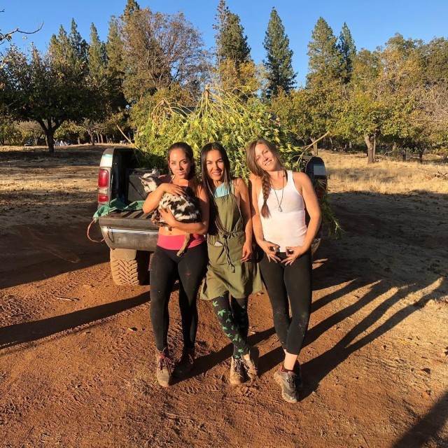 Три подружки поселились в дикой местности Калифорнии, выращивают коноплю и отбиваются от медведей