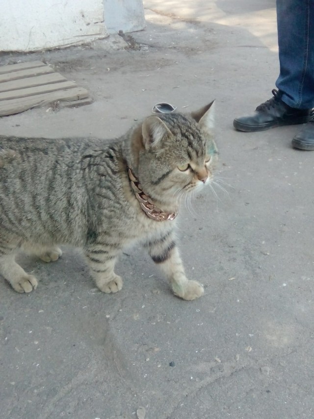Котопост. Просто антикризисный котопост