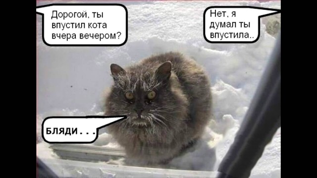 Задорные заборные котэ