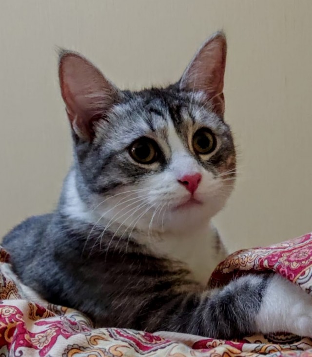 К - Котогеничность
