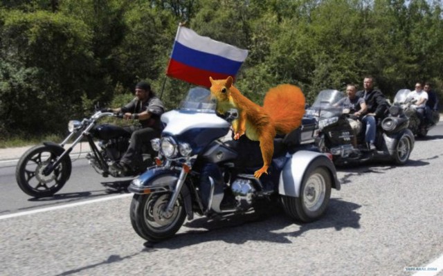 Фотожаба: Белка как бы говорит нам...