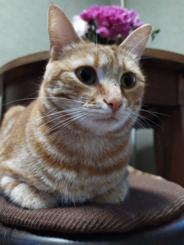 Котовторник!