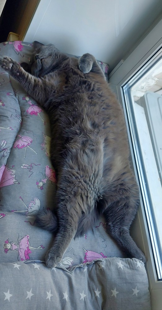 Кошка Варя