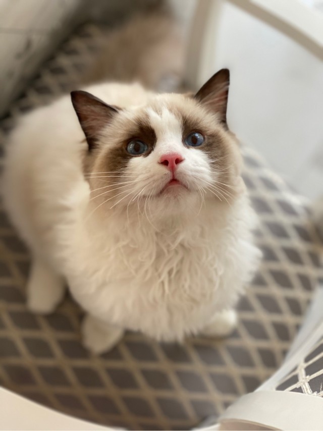 Что-то котовторник никто не начинает...