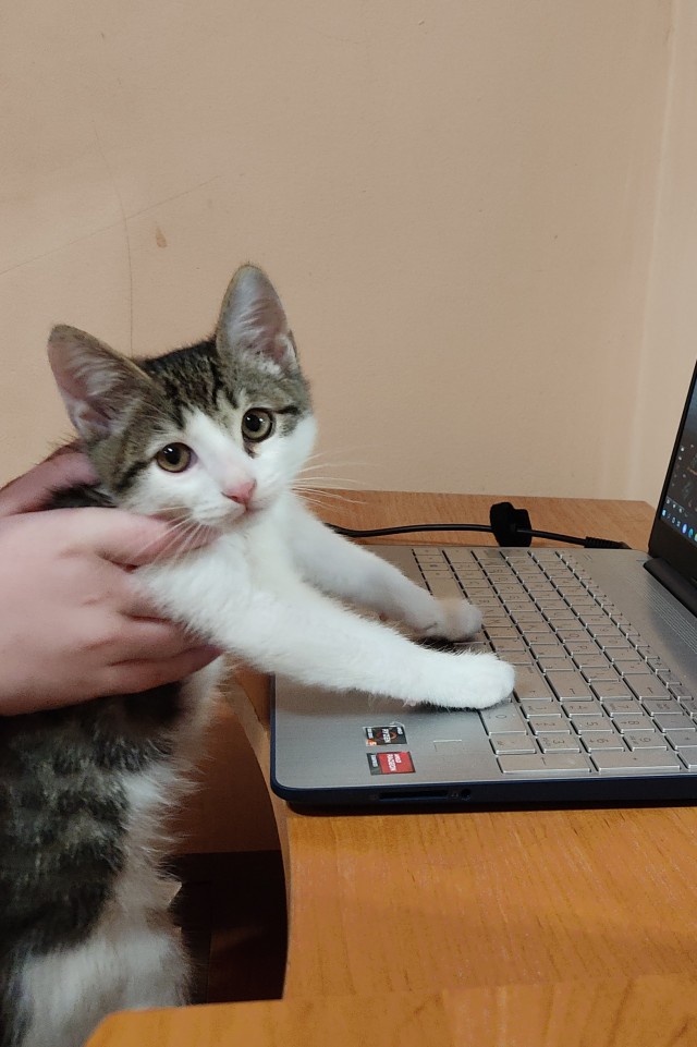 Котовторник. Картинки и буквы 08.02.22