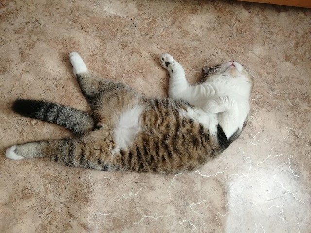 Ну, поехали в котоввторник!