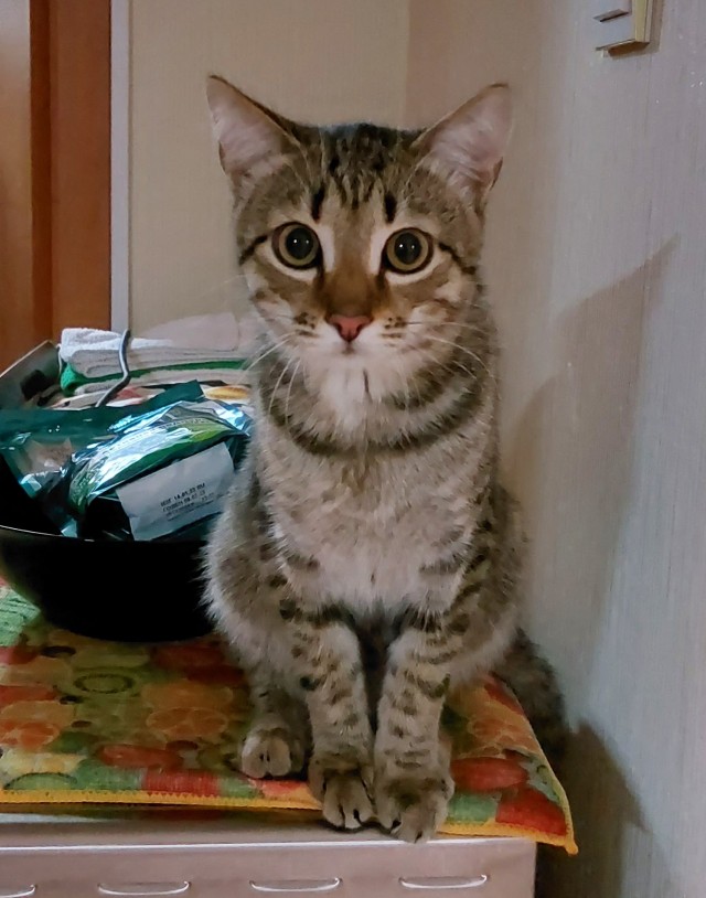 А это мой котан к котовторнику