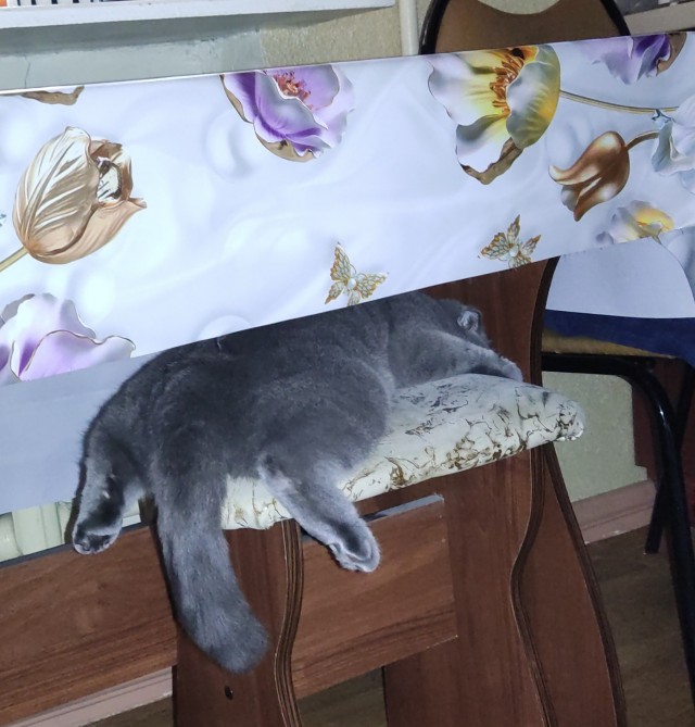 Котоманы, как не разориться на кормежке котов?