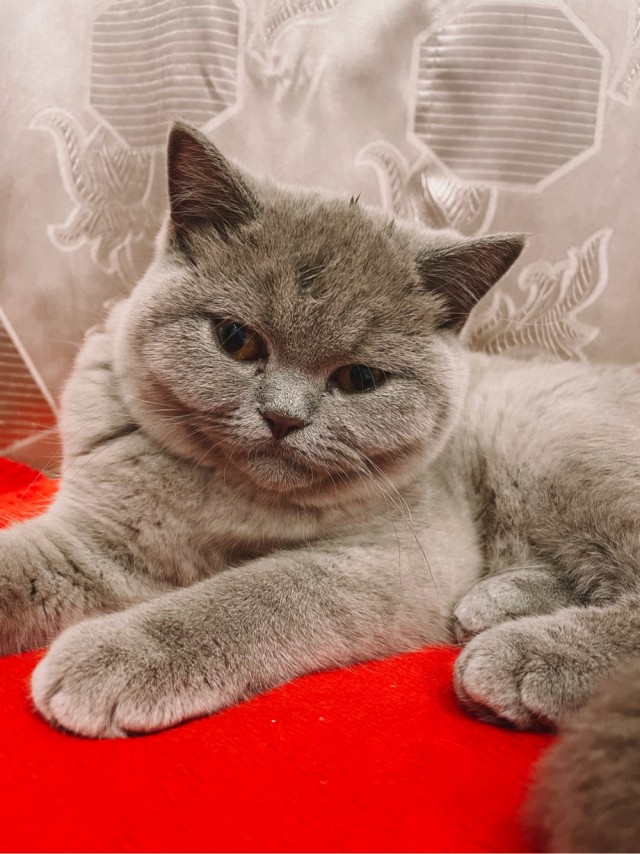 Британское пополнение