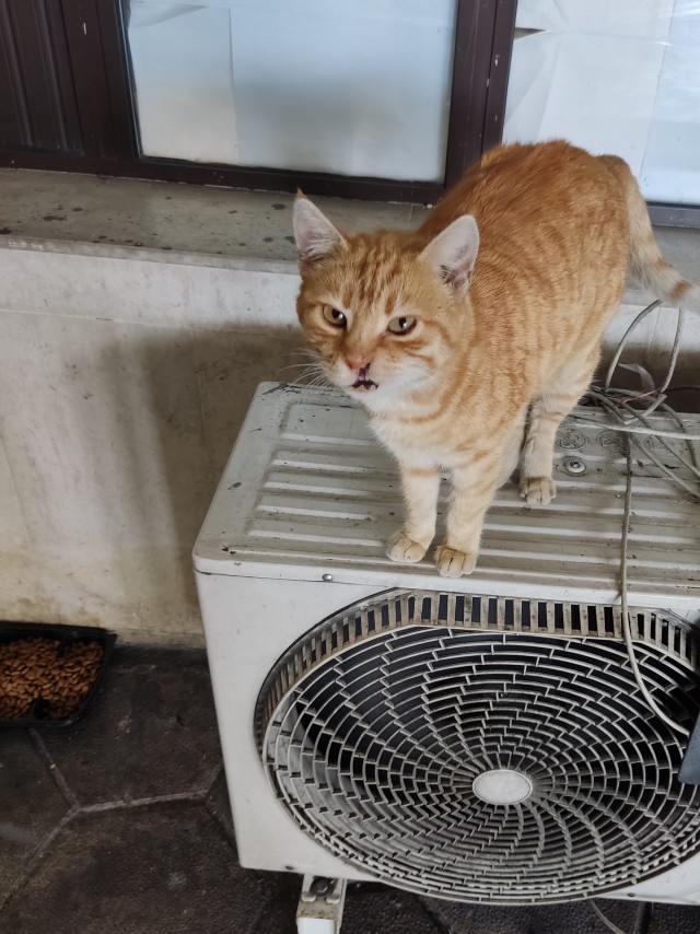 Котовторник 19.07.22