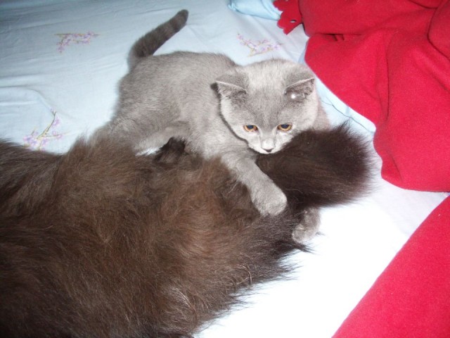 На котовторник
