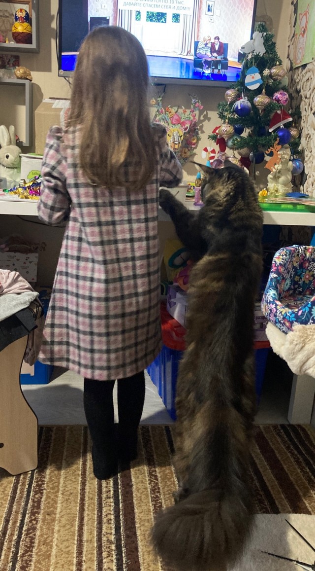 К котовторнику