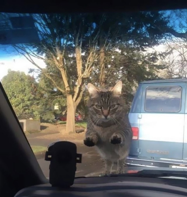 Мой котовторник..