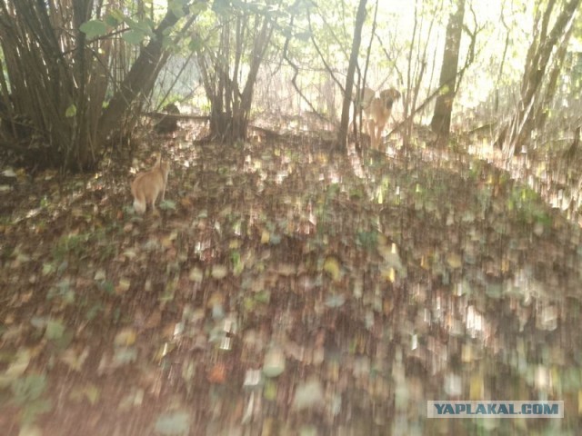Жизнь домашнего приюта для котеек 465