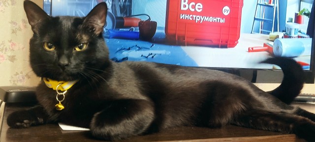 Всем кота за мой счёт. Я настаиваю