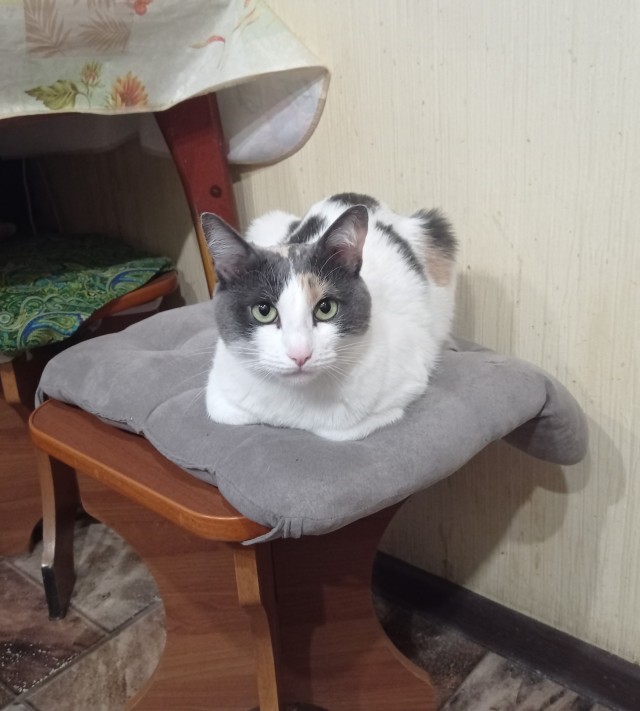 Кекс
